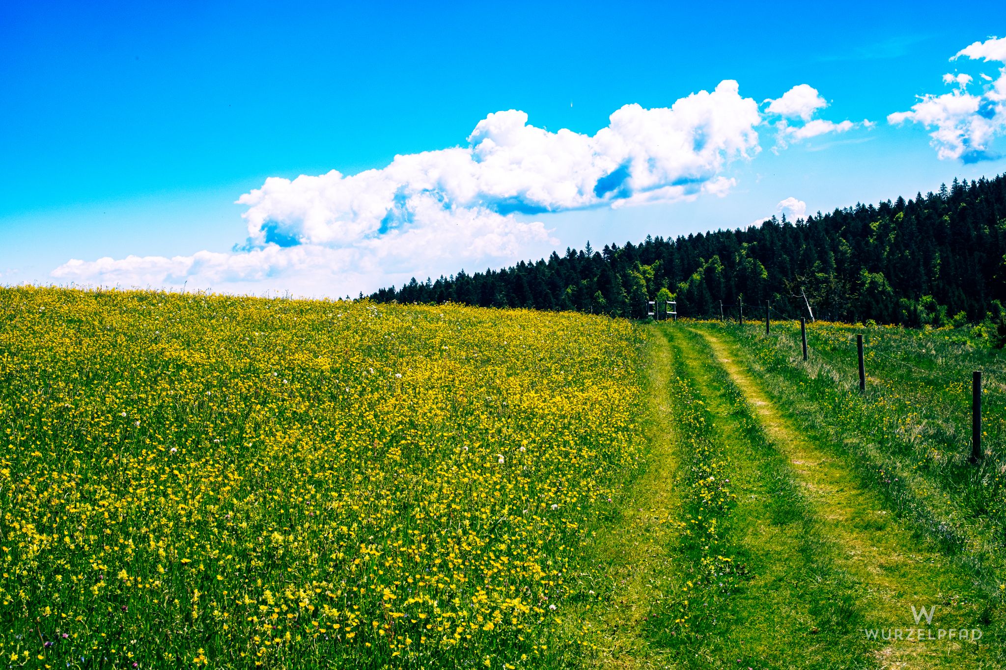 Weg über geschwungene Hotzenwaldwiesen